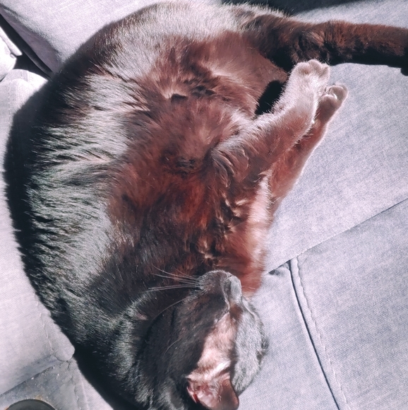 Meet your Posher, Lisa *OFFERS WELCOMED* - Picture 7 of 7